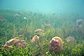 Brown jelly fish