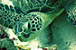 Green sea turtle