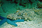 Crocodile fish on Sea star