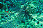 Red lionfish