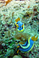 Pair of Chromodoris