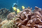 Yellow thing and Cactus coral