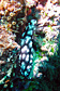 Phyllidia sea slug