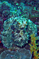 Common reef octopus