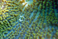 Merten's Sea anemone and Anemone crab