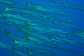 School of Pickhandle barracudas