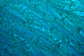School of Pickhandle barracudas