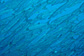 School of Pickhandle barracudas
