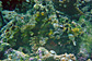 Scorpaenopsis possi