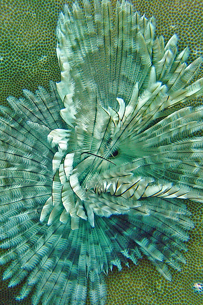 Tubeworm on Porites