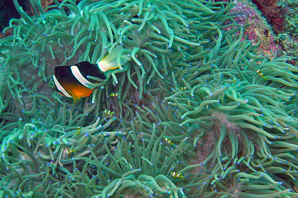Yellowtail clownfish