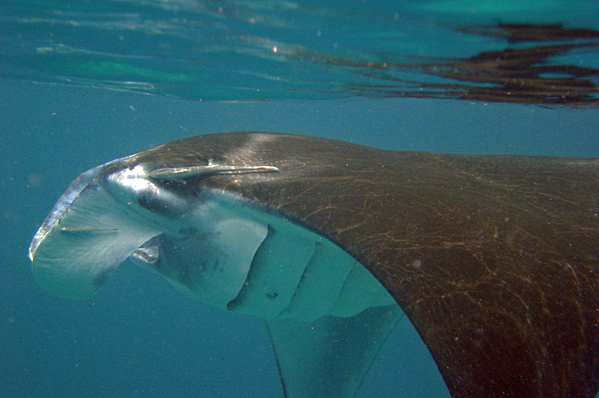 Giant manta
