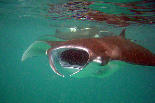 Two Giant mantas