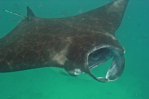 Giant manta