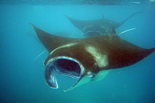 Two sliding Giant mantas