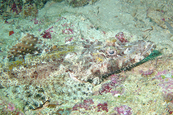 Crocodile fish