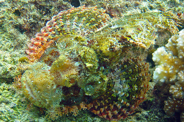 Scorpaenopsis possi