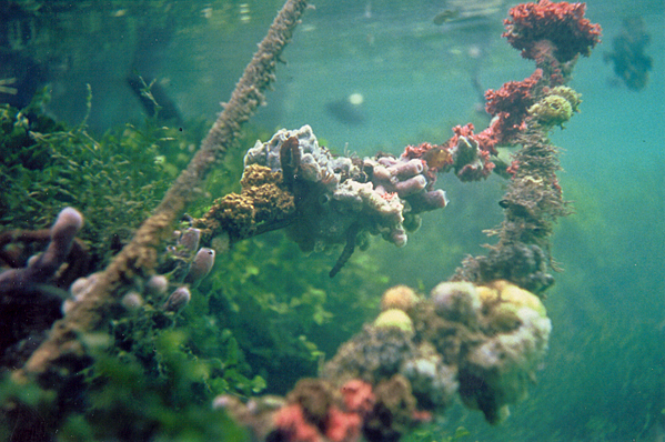Kakaban Lake mangrove