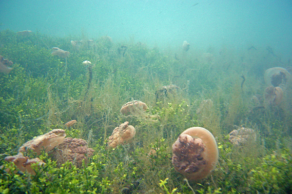 Brown jelly fish