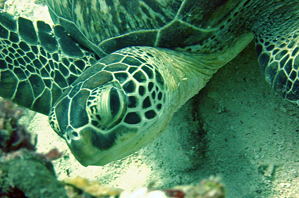 Green sea turtle