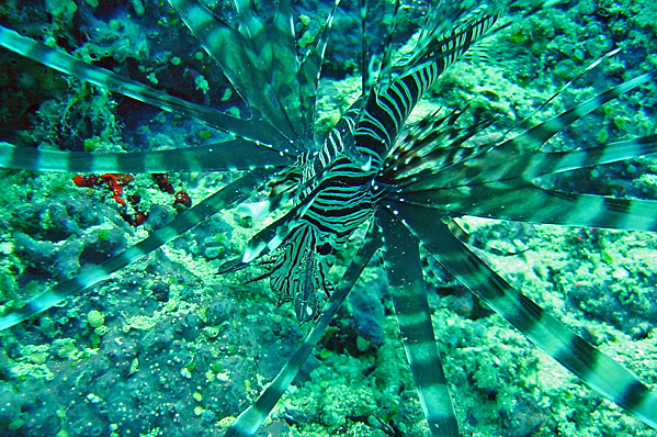 Red lionfish