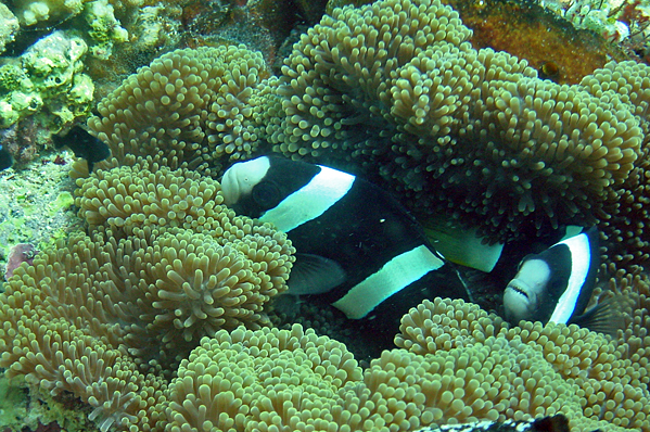 Yellowtail clownfish