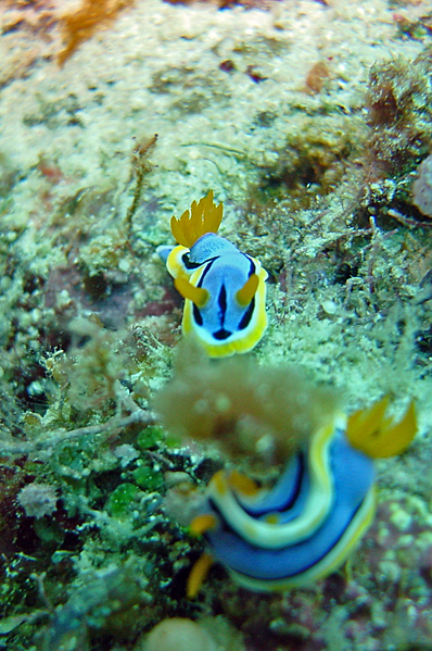 Pair of Chromodoris