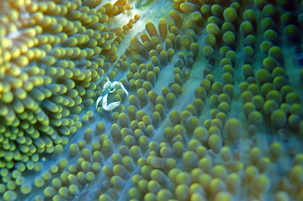 Mertens's sea anemone and Anemone crab