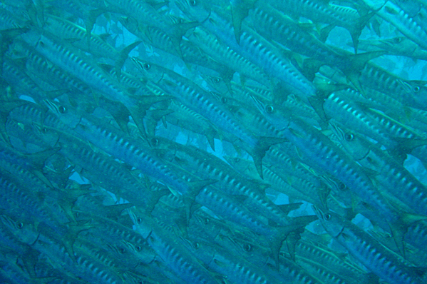 School of Pickhandle barracudas