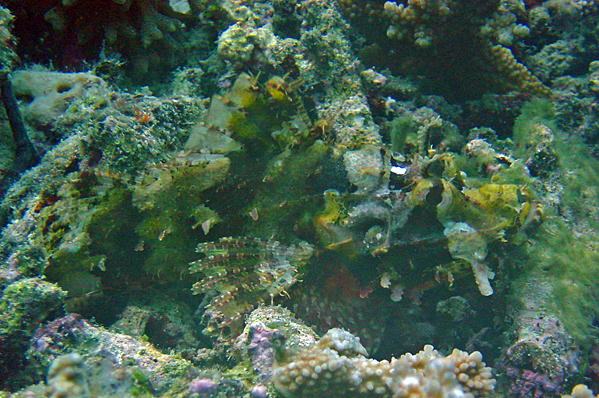 Scorpaenopsis possi